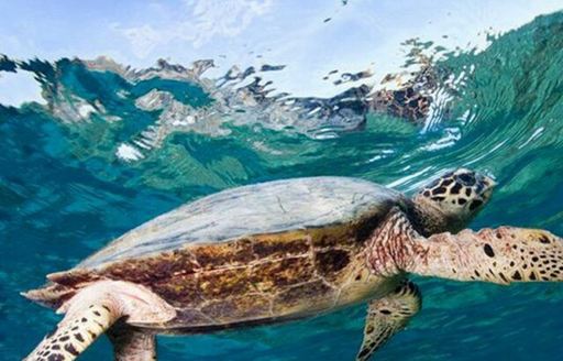 Sea turtle swimming in Komodo National Park