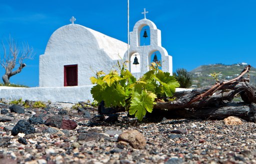 a tightly bunched grape vine grows in a winery in Santorini with a church nearby