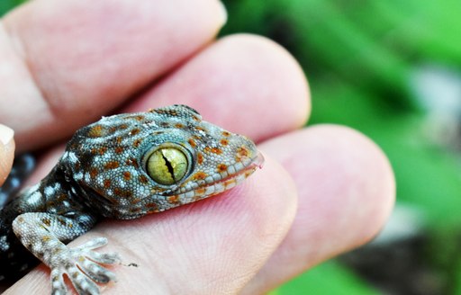 a baby tokay lizard sits in the hands of  a charterer who is visiting a lizzard sanctuary in thailand while they are on a luxury yacht charter 