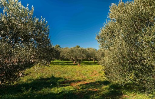 Stari Grad Plain Hvar
