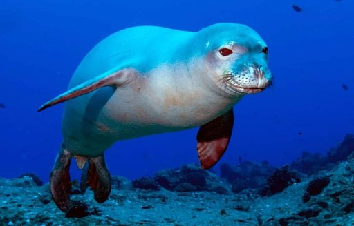 Alonissos - National Marine Park of Alonissos monk seal