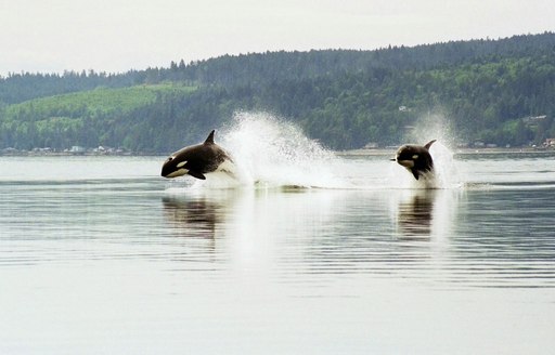 Orcas in San Juan waters