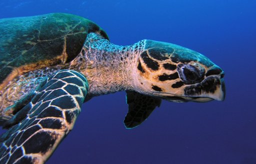 Hawksbill sea turtle in dark blue water