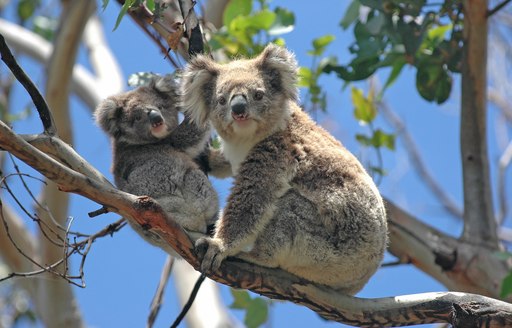 Koala and its baby in a tree at an Australian zoo