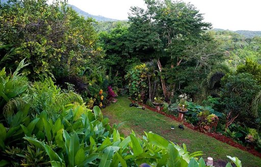 Grenada - Palm Tree Gardens