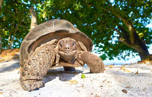 turtle on white sand beach in seychelles with trees in background