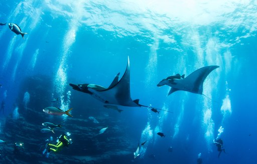 two manta rays say hello to some cuba divers who have visited from their luxury yacht chartering thailand