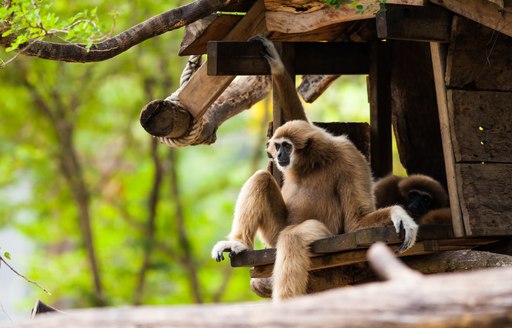 An old gibbon couple lounging about their hut in a monkey sanctuary in thailand