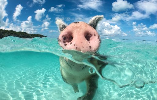 Close up of a swimming pig in the Bahamas