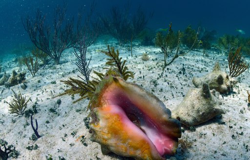 a conch under the water in clear Bahamas sea