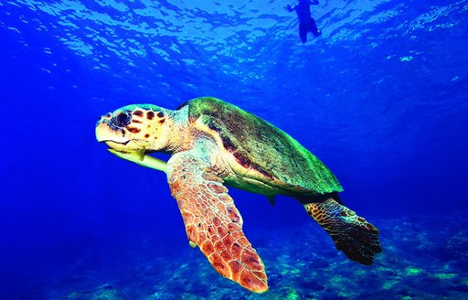 A turtle swims in bright blue waters in Turkey