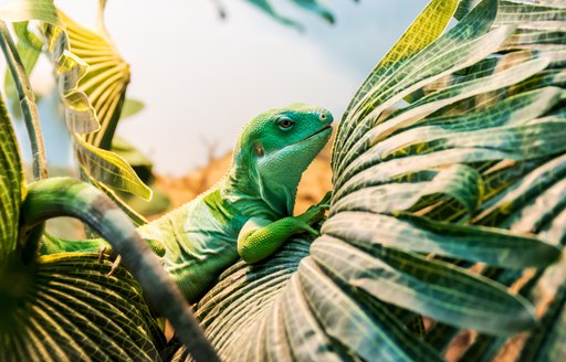 Lizard in palm tree Fiji