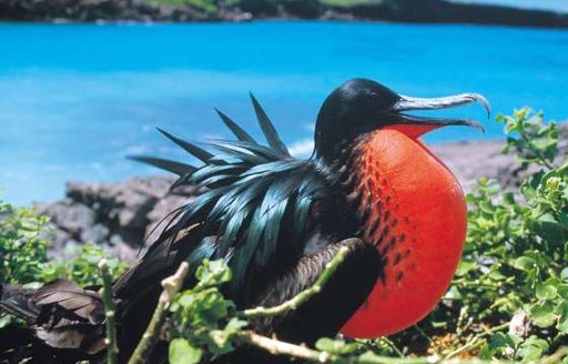 The Great Frigatebird at beach in the Maldives