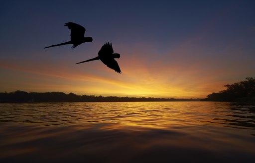 Blue macaws fly over the Amazon river at sunset