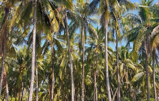 Myanmar - Ngapali Beach palm trees