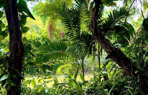 Jamaica - Hope Botanical Gardens plants