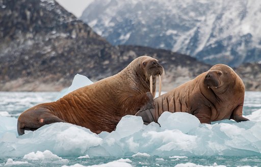 Two walruses sit on sheet of ice in the Arctic