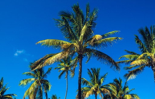 Ground view looking up at palm trees