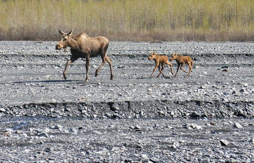 A moose cow and two calves cross rocky terrain