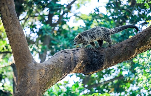 a binturong climbing trees in the morning looking for breakfast while guests on their luxury charter tghrough thailand 