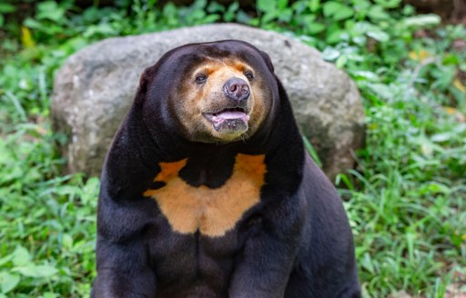a sun bear in a nature reserve smiling at charterers while they visit the ethical reserve while on their luxury yacht charter through thailand