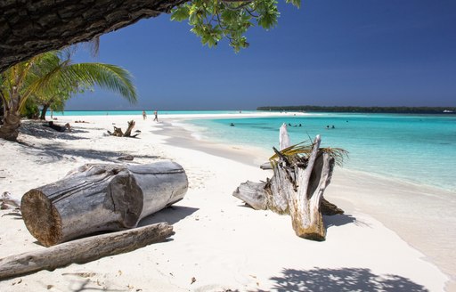 white sand beach in papua new guinea, with sun bleached tree trunks scattered over the shore