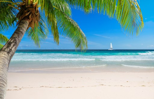 A deserted sandy beach with a single palm tree in the Caribbean