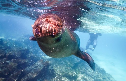 An inquisitive sea lion, Galapagos