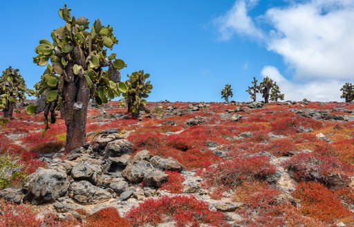 Colourful carpetweed on South Plaza Island, Galapagos