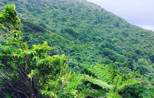 Grenada - Grand Étang National Park mountains