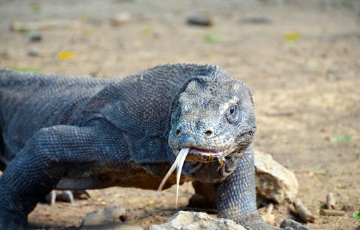 Spiky tongue of a Komodo dragon