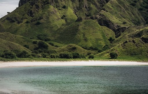 Deers at waterside in Komodo National Park