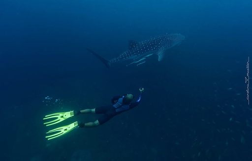 Daymaniyat Islands Oman scuba diver, shark