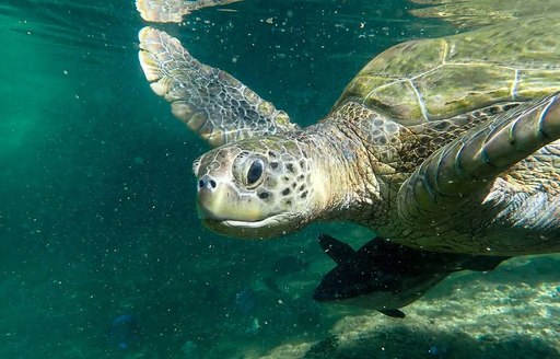 Coral World Ocean Park US Virgin Islands turtle