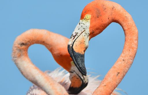 Pair of flamingos