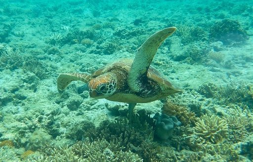 New Caledonia - Île aux Canards turtle coral reef