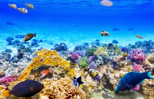 Number of colorful fish swimming around coral