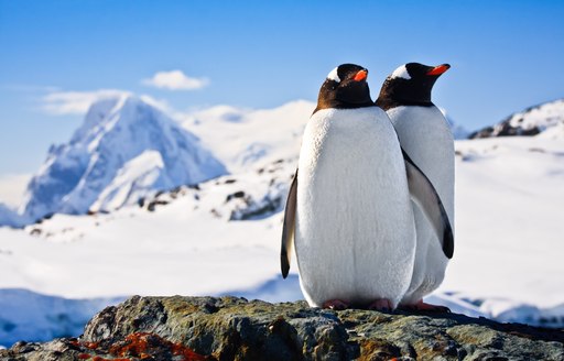 two penguins stand on a rock in the snow-clad continent of Antarctica