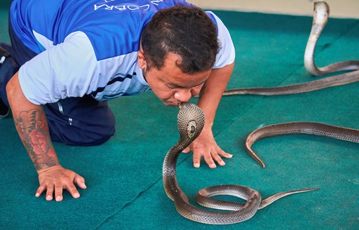a man kissing his favourite cobra in bangkok snake farm where guests can come and see all the many speieies of snakes tehre are native to thailand and south east asia