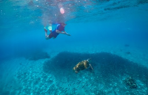 Charter guests snorkel in the Caribbean, surrounded by shoals of fish