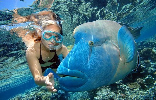 Unusual fish in great barrier reef