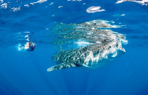 Whale shark feeding below the water's surface next to a scuba diver