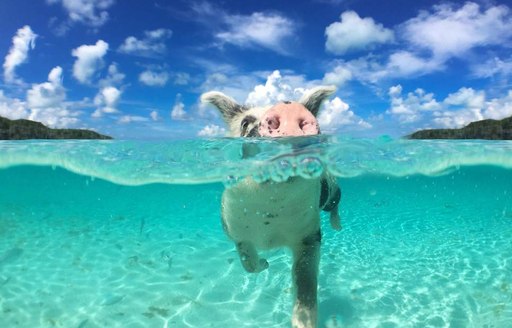 pig underwater in bahamas