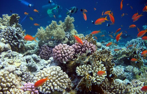 colourful coral and fish in the waters of Thailand