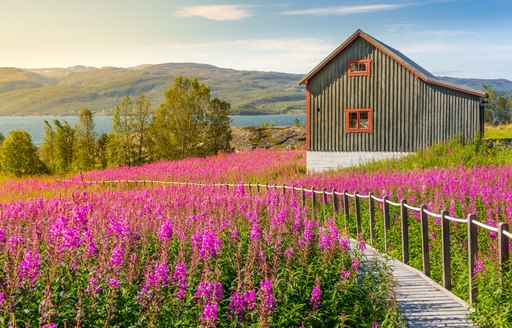 flower field in norway with secluded cabin 