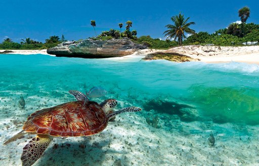 A turtle swims underwater close to a sandy beach