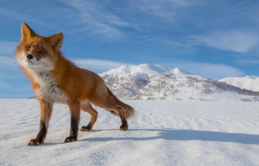 Fox in snow in Kamchatka