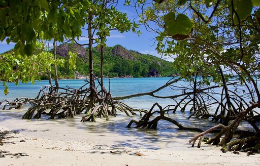 Seychelles - Curieuse Marine National Park beach trees