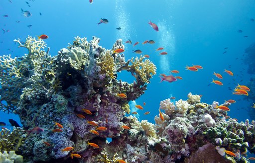 Coral reef in the Caribbean with little fish