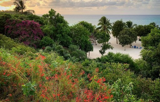 Playa Esmeralda Cuba trees